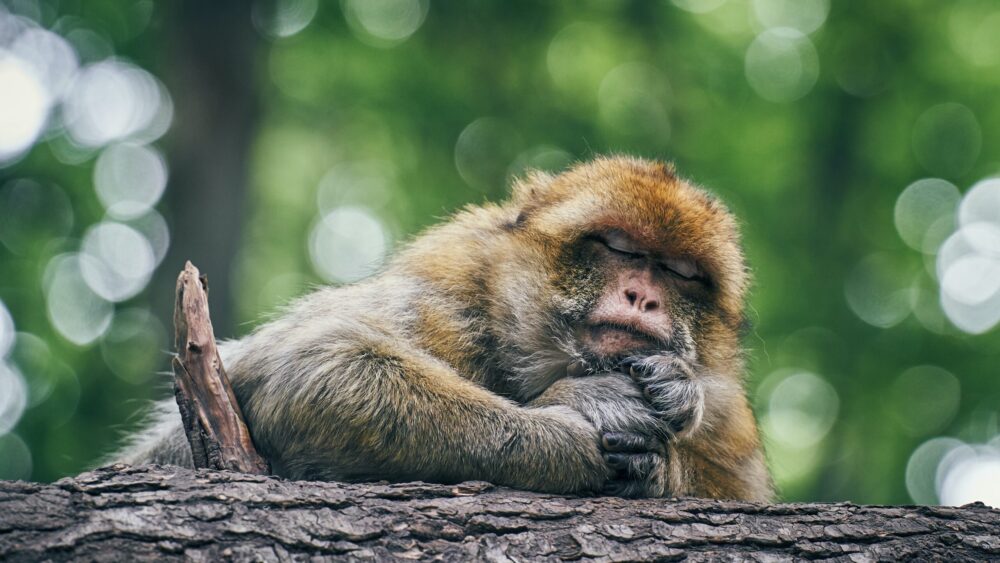 Rest Days – der Schlüssel zum Erfolg